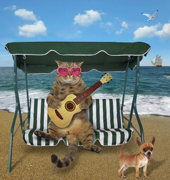 Katze spielt Gitarre am Strand 2 — Stockfoto