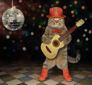 Kedi bir kulüp 2 gitar oynar