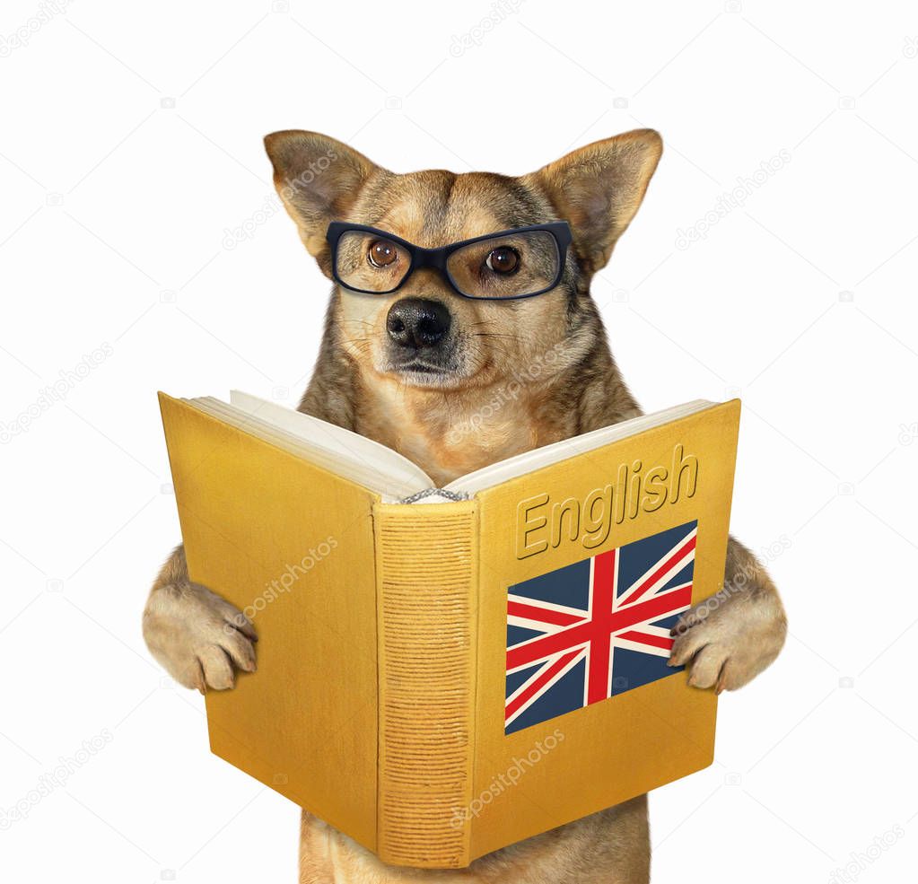 Dog with a open english book