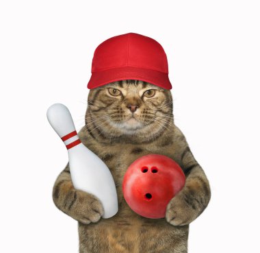 Bir kap içinde kedi bowling oynar
