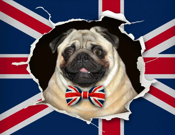 Dog in a bow tie behind the uk flag 2