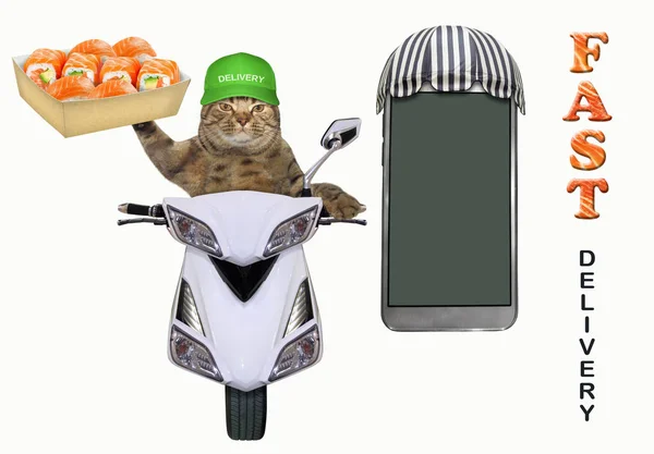 Katze liefert Sushi auf dem Moped — Stockfoto