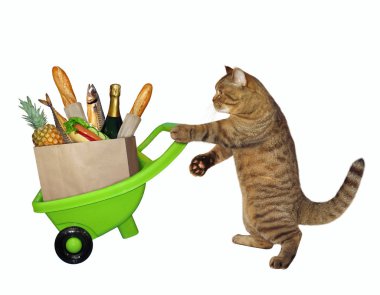 Gıda el arabası ile kedi