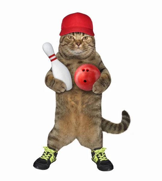 Кот в обуви с шаром для боулинга 2 — стоковое фото