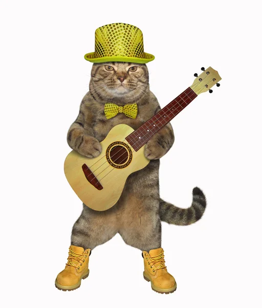 Кот играет на гитаре в желтом цвете — стоковое фото