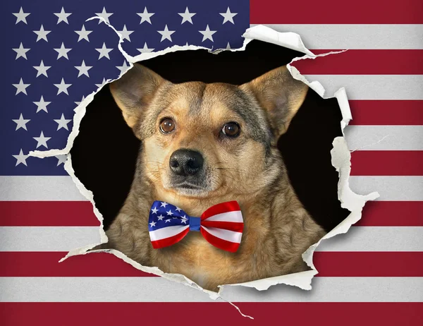 Dog in a bow tie behind the us flag