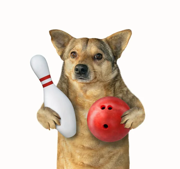 Dog with a bowling ball and a pin — Stock Photo, Image