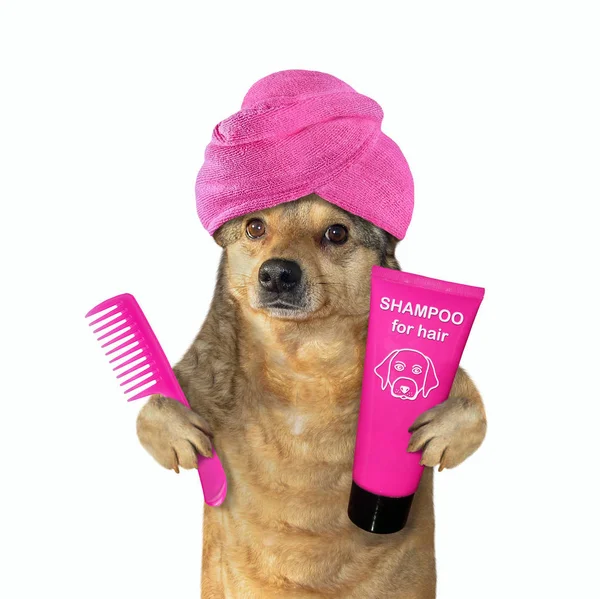 Dog in turban after shower — Stock Photo, Image