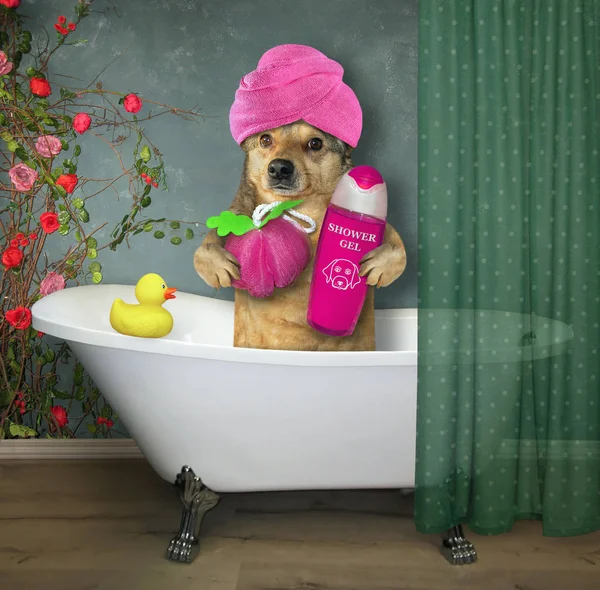 Köpek banyo yapar — Stok fotoğraf