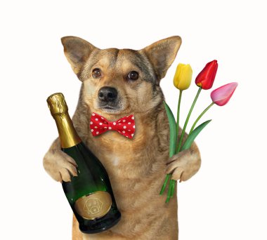 Köpek şarap ve lale tutar