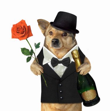 Takım elbiseli köpek şarap ve gül tutar.