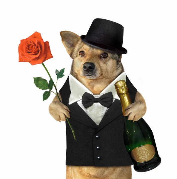 O cão em um terno mantém o vinho e uma rosa — Fotografia de Stock