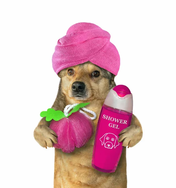 Dog in turban after shower 3 — Stock Photo, Image