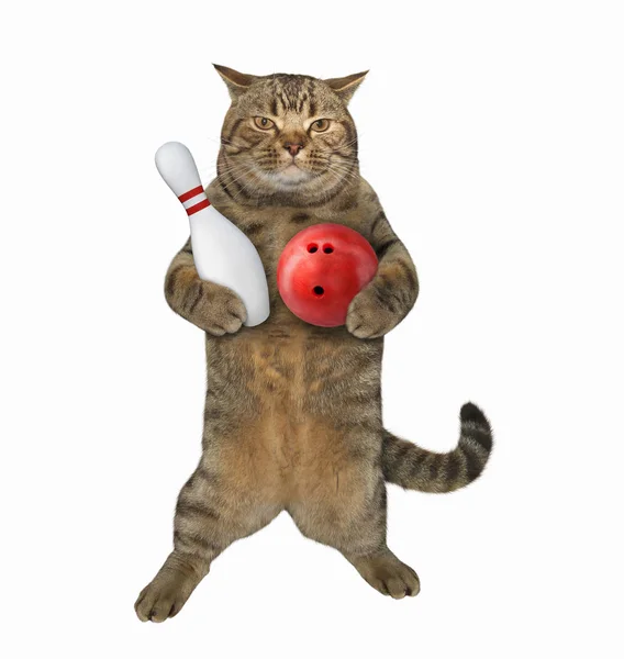 Gato sosteniendo una bola de bolos y un alfiler — Foto de Stock