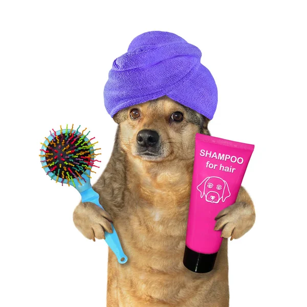 Dog in turban after shower 2 — Stock Photo, Image