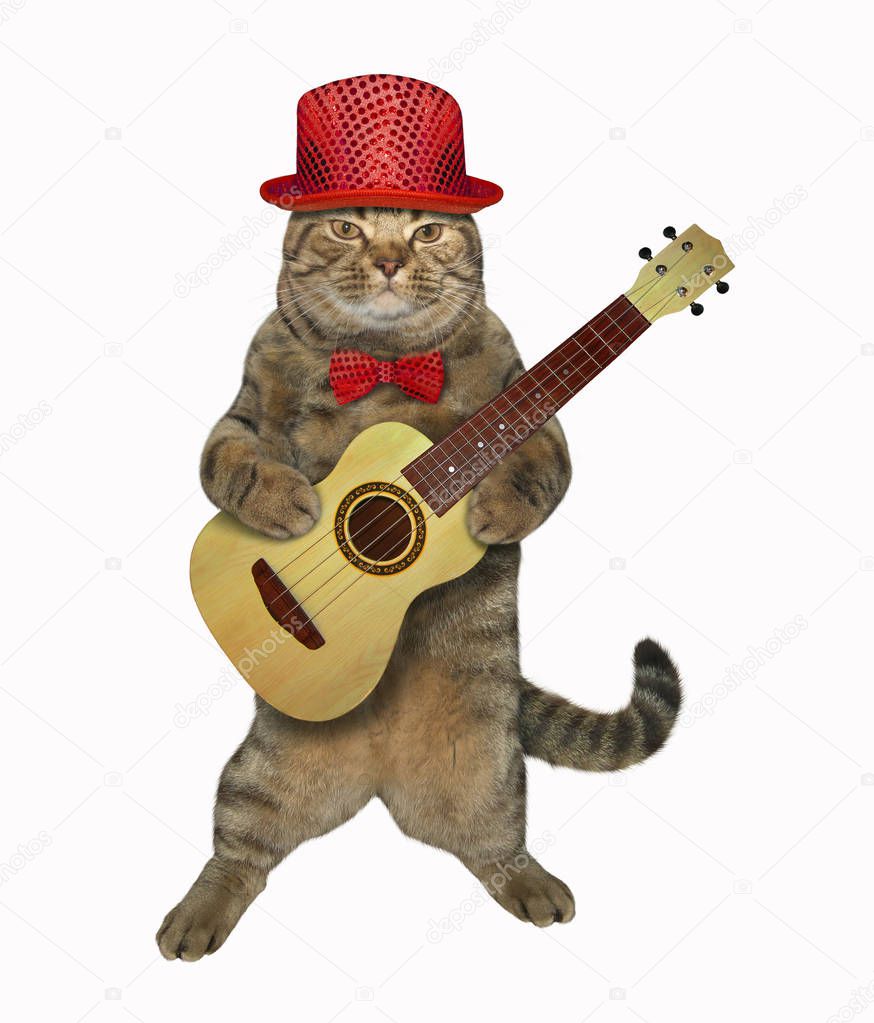 Cat playing the guitar 3