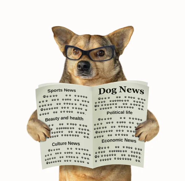 Dog in glasses reads a newspaper — Stock Photo, Image
