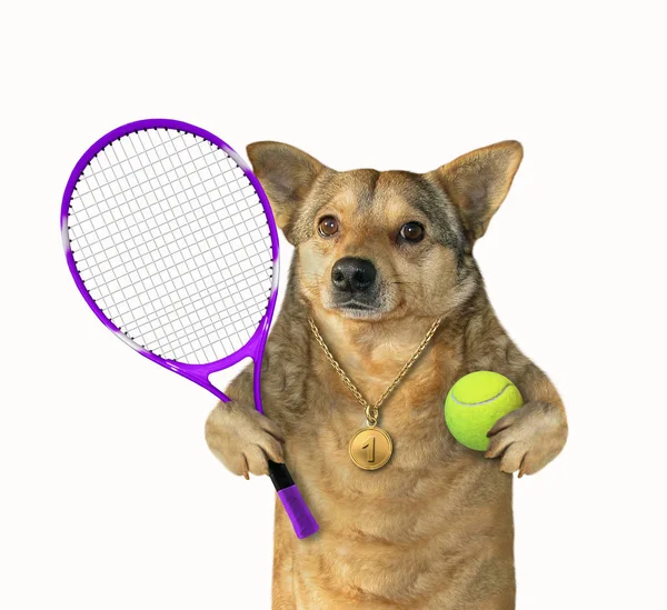 Cane con racchetta da tennis e palla 2 — Foto Stock