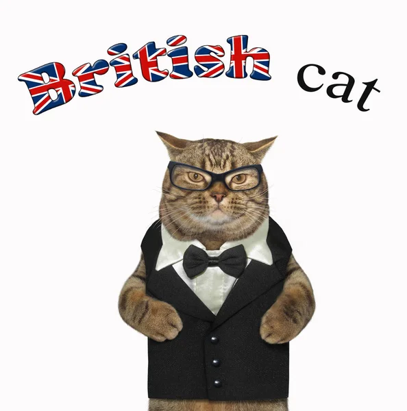Британская кошка в костюме — стоковое фото
