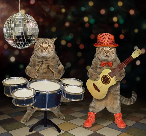 Cats perform in a nightclub 2