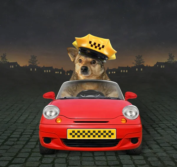 Řidič psí taxi v práci — Stock fotografie