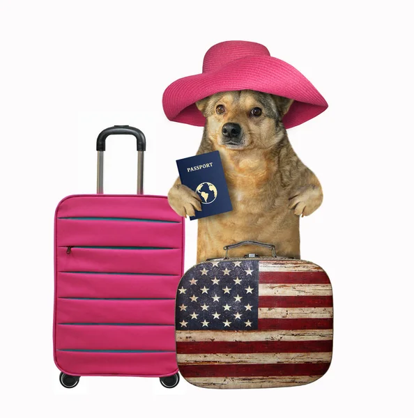 Dog tourist with suitcases 2