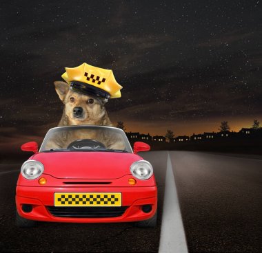 Köpek taksi şoförü iş yerinde 2