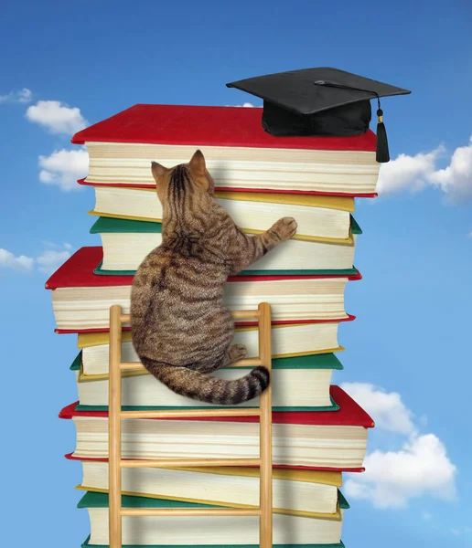 Gato sube la escalera del conocimiento 3 — Foto de Stock