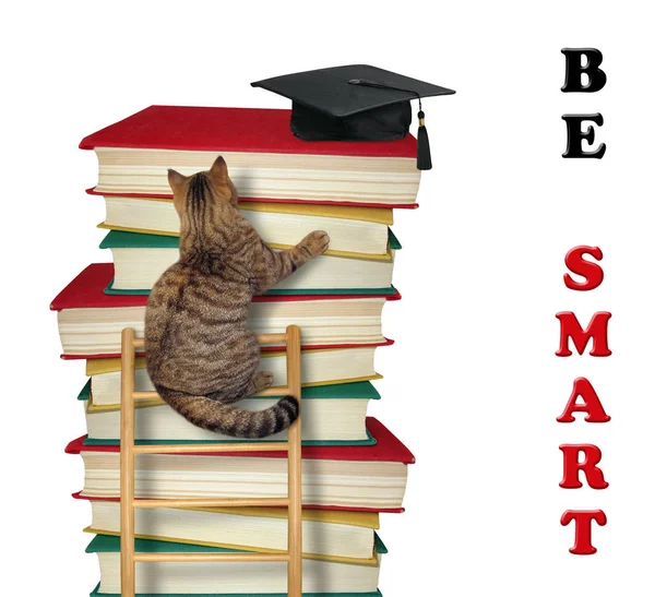 Cat klimt de ladder van kennis 2 — Stockfoto