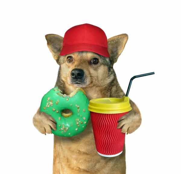 Hund mit grünem Donut und Kaffee — Stockfoto