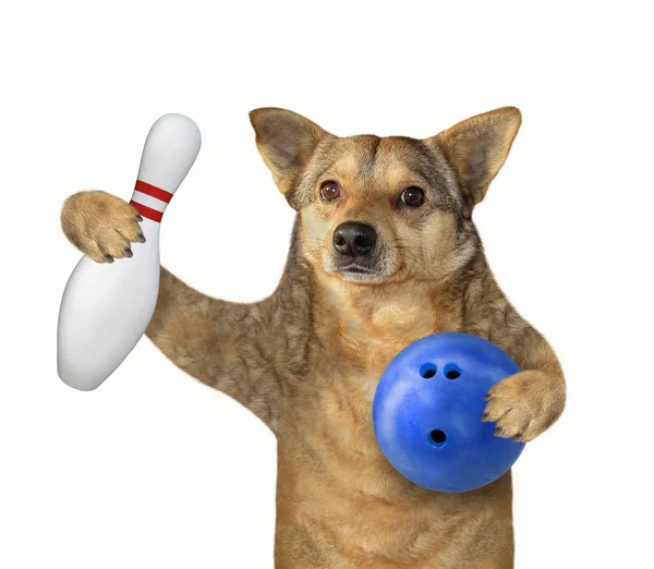 Anjing memegang bola bowling dan pin — Stok Foto