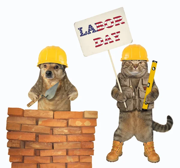 Dog and a cat build a wall — Stock Photo, Image