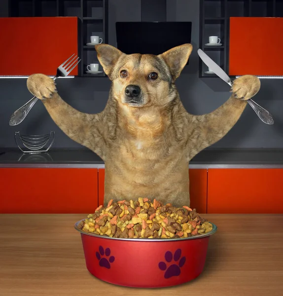 Dog with a bowl of feed 2