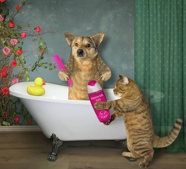 Собака з кішкою у ванній — стокове фото