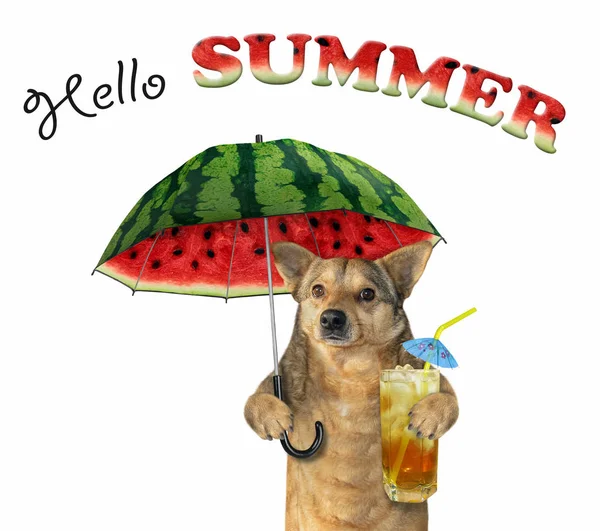 Pies z koktajlem i parasolem melon — Zdjęcie stockowe