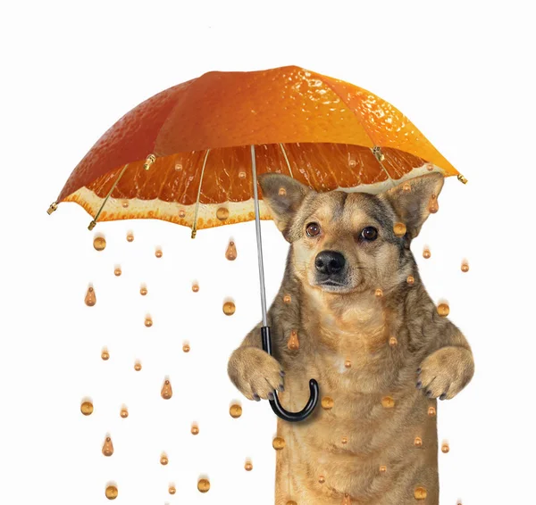 Hund unter orangefarbenem Regenschirm 2 — Stockfoto