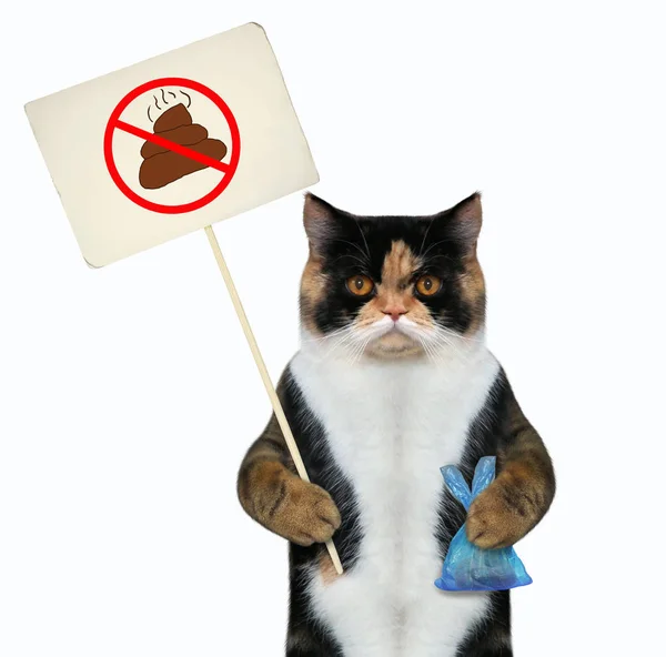 Кіт тримає знак і поліетиленовий пакет — стокове фото