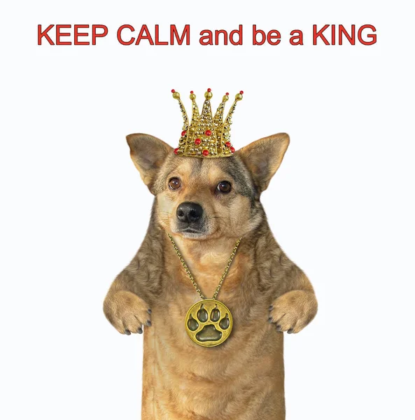 Pies z koroną i medalion — Zdjęcie stockowe