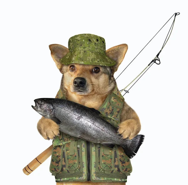 Dog fisher detém um peixe grande — Fotografia de Stock