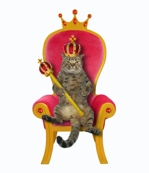Kot król jest na tronie — Zdjęcie stockowe