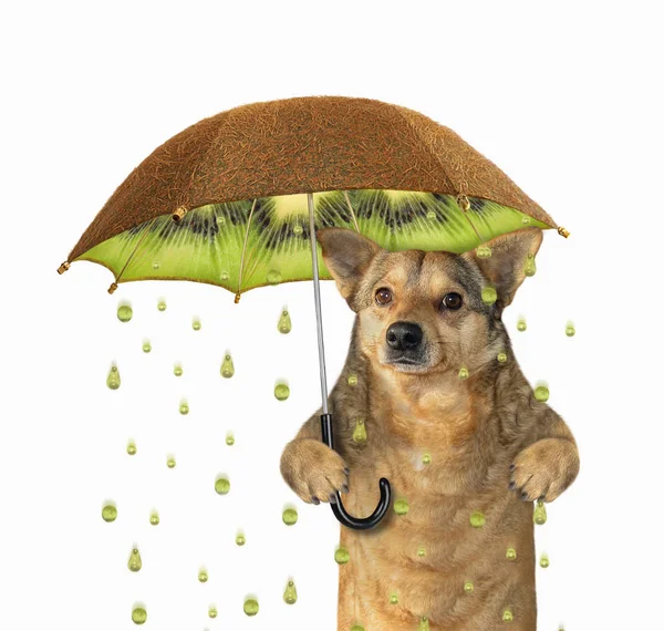 Dog under a kiwifruit umbrella 2 — Stock Photo, Image