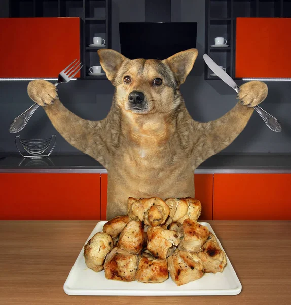 Pies zjada grillowane mięso w kuchni — Zdjęcie stockowe