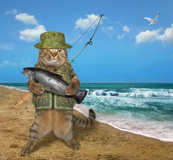 Pescatore gatto sulla riva — Foto Stock