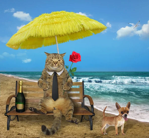 Katze trinkt Wein am Strand — Stockfoto