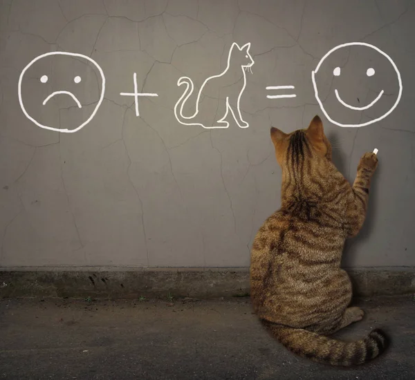 Cat escribe una ecuación en la pared —  Fotos de Stock