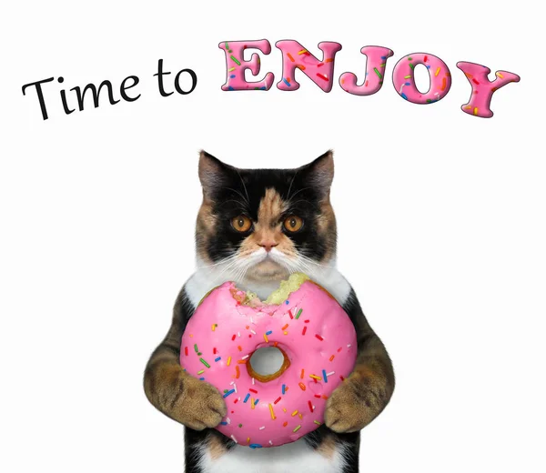 Cat eating a raspberry donut — Stock Photo, Image