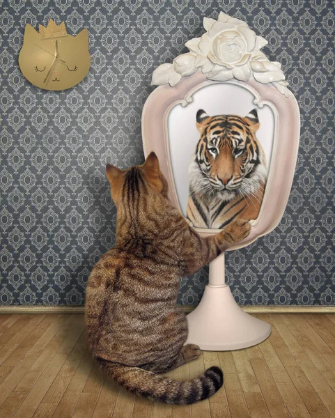 Katze starrt sein Spiegelbild an — Stockfoto