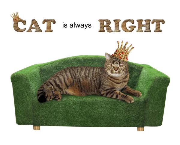 Gatto in corona su un divano verde — Foto Stock
