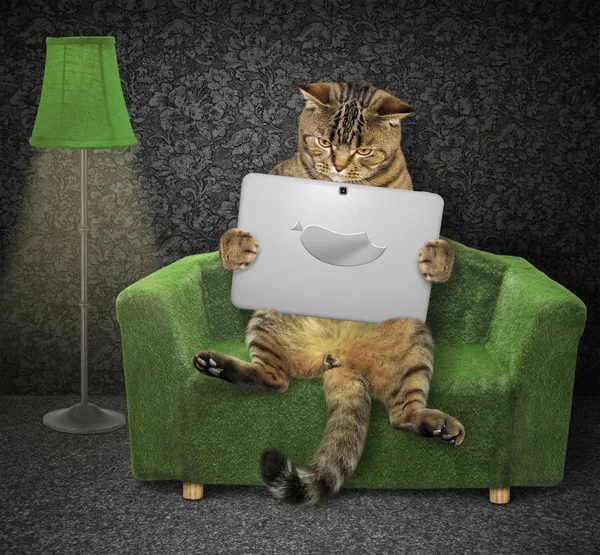 Katze mit Laptop auf einer grünen Couch — Stockfoto