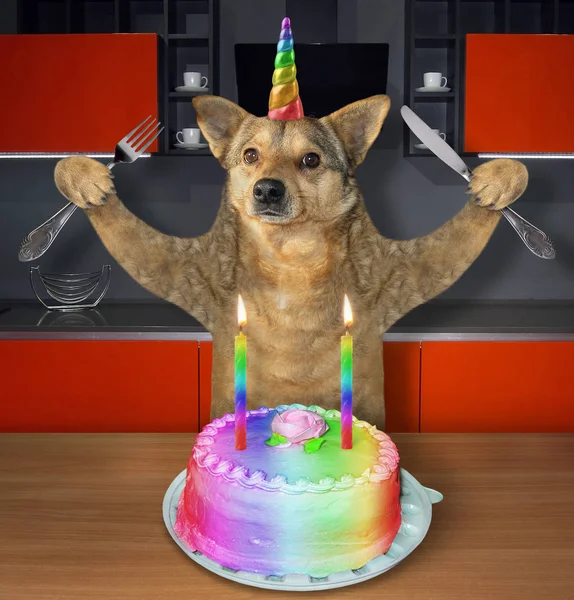 Dog unicorn eats a cake
